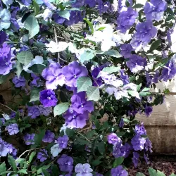 Drouin Botanic Gardens - Warragul