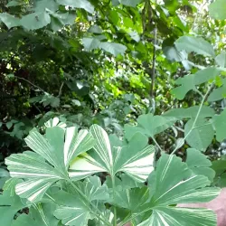 Drouin Botanic Gardens - Warragul