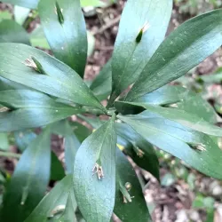 Drouin Botanic Gardens - Warragul