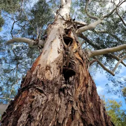 Moe Botanical Gardens - Warragul