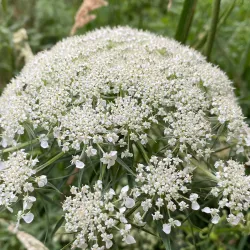 Warragul Heritage Walk - Warragul