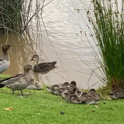 Warragul Heritage Walk - Warragul