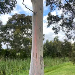 Warragul Heritage Walk - Warragul