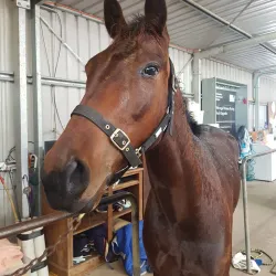Warragul Racecourse - Warragul