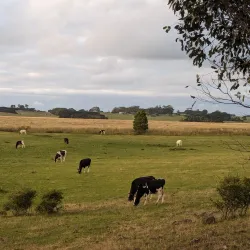 Hopkins Falls - Warrnambool