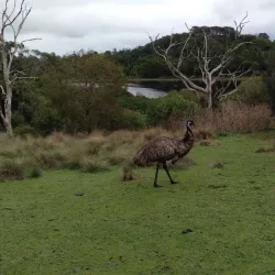Tower Hill Wildlife Reserve - Warrnambool