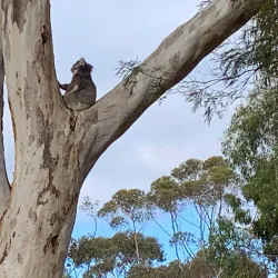 Tower Hill Wildlife Reserve - Warrnambool