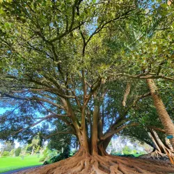 Warrnambool Botanic Gardens - Warrnambool