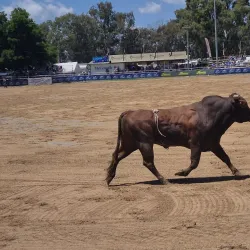 Warwick Rodeo Grounds - Warwick