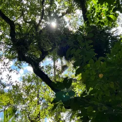 Conway National Park - Whitsundays