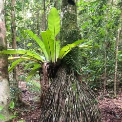 Conway National Park - Whitsundays