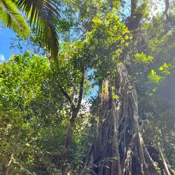 Conway National Park - Whitsundays
