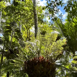 Conway National Park - Whitsundays