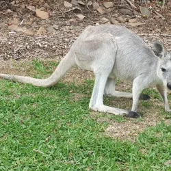 Daydream Island - Whitsundays