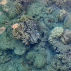 Hook Island - Whitsundays