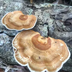 Ngaro Sea Trail - Whitsundays