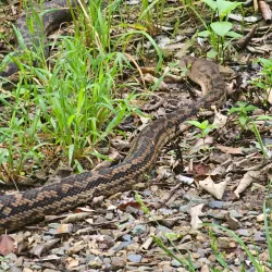 Ngaro Sea Trail - Whitsundays