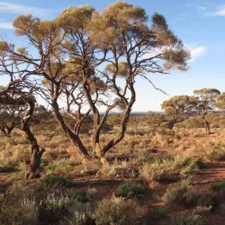 Whyalla Conservation Park - Whyalla