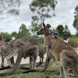 Symbio Wildlife Park - Wollongong