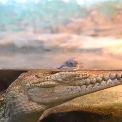 Symbio Wildlife Park - Wollongong