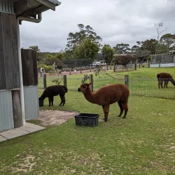 Symbio Wildlife Park - Wollongong