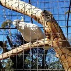 Symbio Wildlife Park - Wollongong
