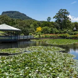 Wollongong Botanic Garden - Wollongong