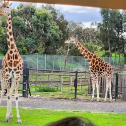 Werribee Open Range Zoo - Wyndham