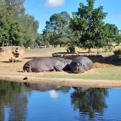 Werribee Open Range Zoo - Wyndham