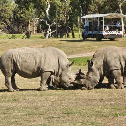 Werribee Open Range Zoo - Wyndham