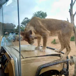 Werribee Open Range Zoo - Wyndham