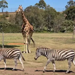Werribee Open Range Zoo - Wyndham