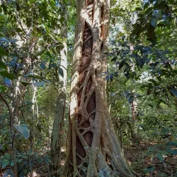 Iluka Nature Reserve - Yamba NSW