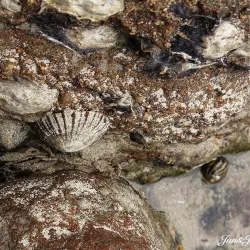 Iluka Nature Reserve - Yamba NSW
