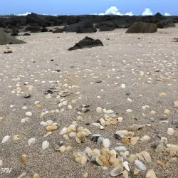 Iluka Nature Reserve - Yamba NSW
