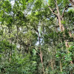Iluka Nature Reserve - Yamba NSW