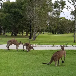 Yamba Golf Club - Yamba NSW