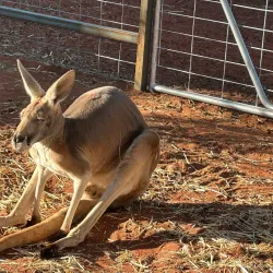 Camel Tours - Yulara