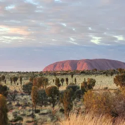 Camel Tours - Yulara