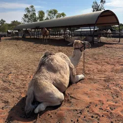 Camel Tours - Yulara