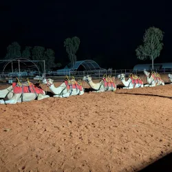 Camel Tours - Yulara