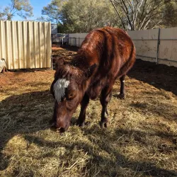 Camel Tours - Yulara