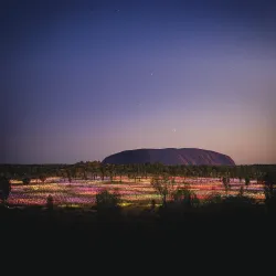 Field of Light Art Installation - Yulara