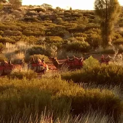 Field of Light Art Installation - Yulara