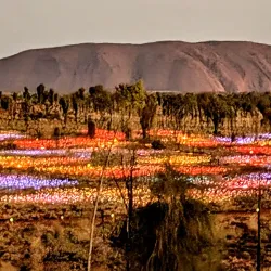 Field of Light Art Installation - Yulara