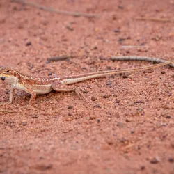 Field of Light Art Installation - Yulara