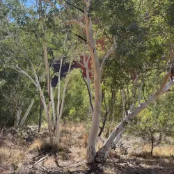 Kuniya Walk - Yulara