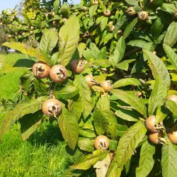 Museum Amstetten - Amstetten