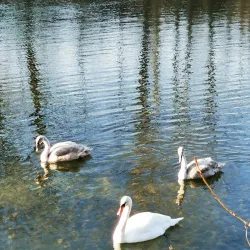 Ybbs River - Amstetten