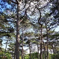 Kurpark Bad Vöslau - Bad Vöslau